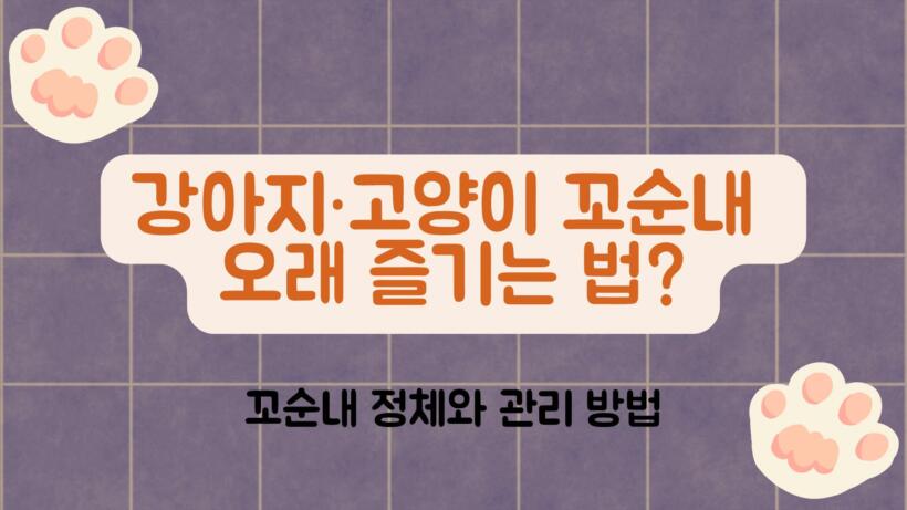 강아지·고양이 꼬순내 오래 즐기는 법? 꼬순내 정체와 관리 방법